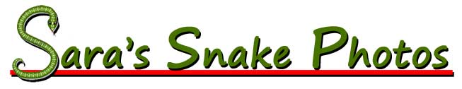 Banner for Sara's Snake Photos